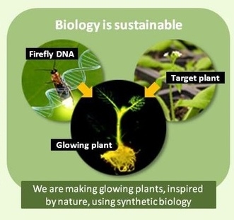 「奇酷」Glowing Plant,KS開賣發光植物