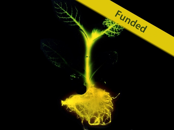 「奇酷」Glowing Plant,KS開賣發光植物