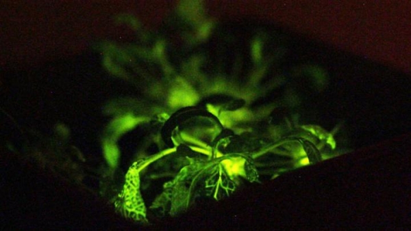 「奇酷」Glowing Plant,KS開賣發光植物