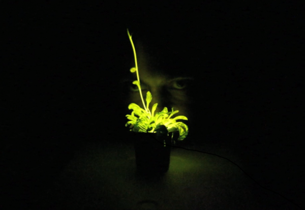 「奇酷」Glowing Plant,KS開賣發光植物