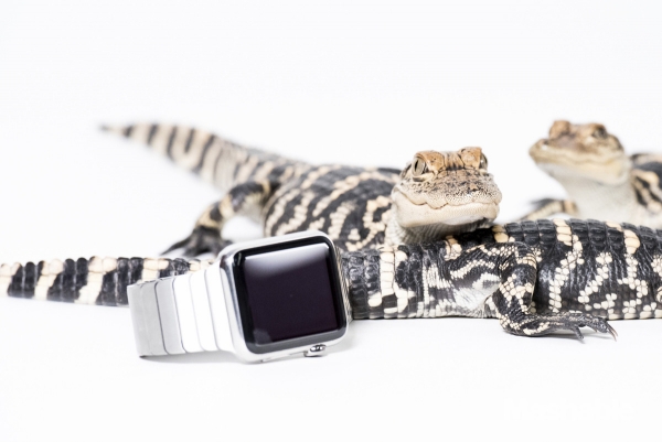 城里人真會(huì)玩，用鱷魚(yú)、穿山甲來(lái)評(píng)測(cè)Apple Watch 